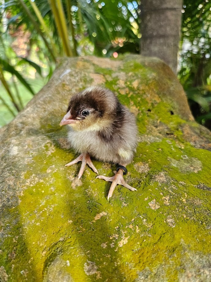 6 Chocolate Cuckoo Ameraucana Hatching Eggs - Half Dozen Shipped in Foam!