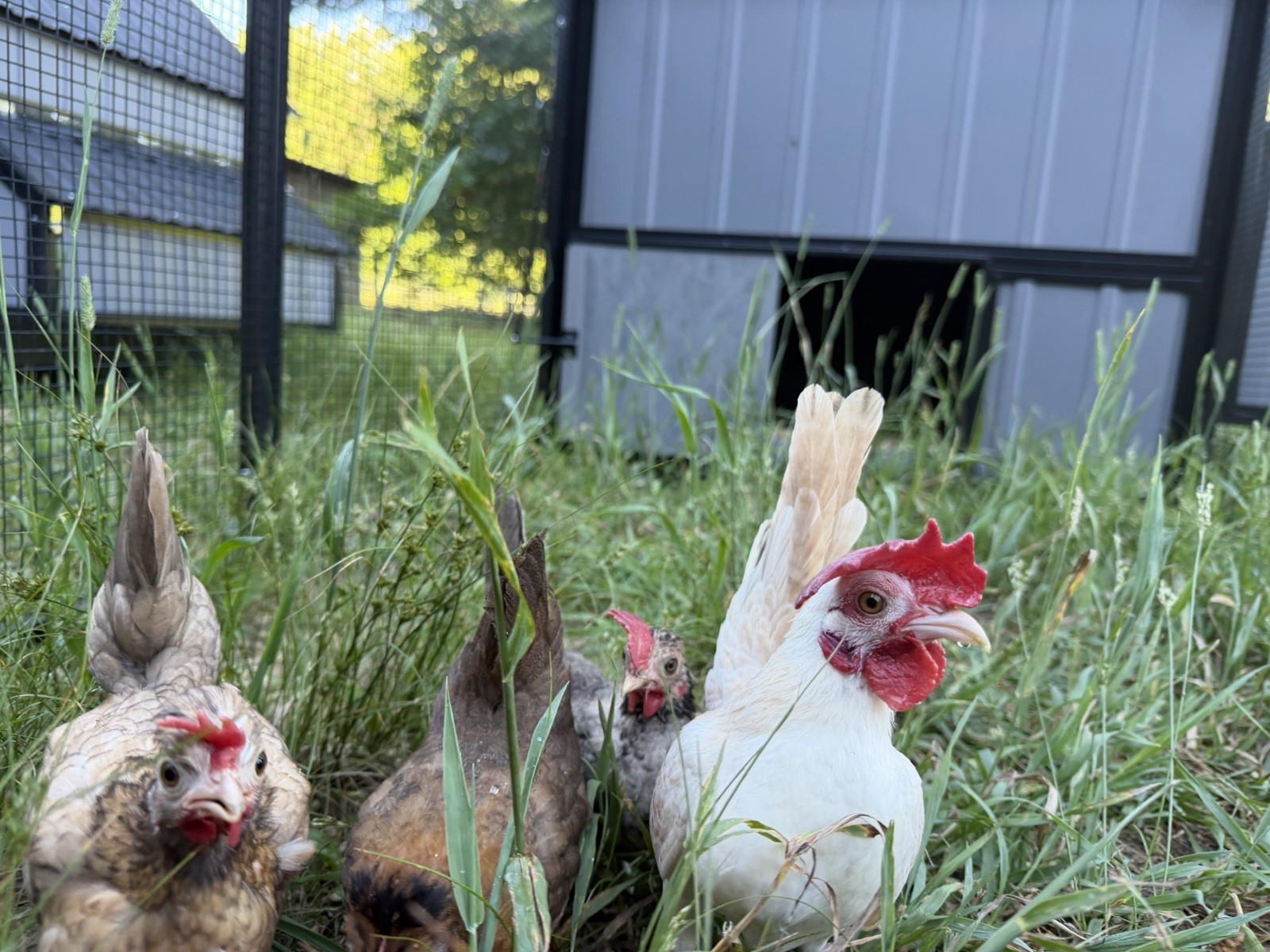 6 Kikiriki Hatching Eggs 🐣 Tiny Chickens From Puerto Rico