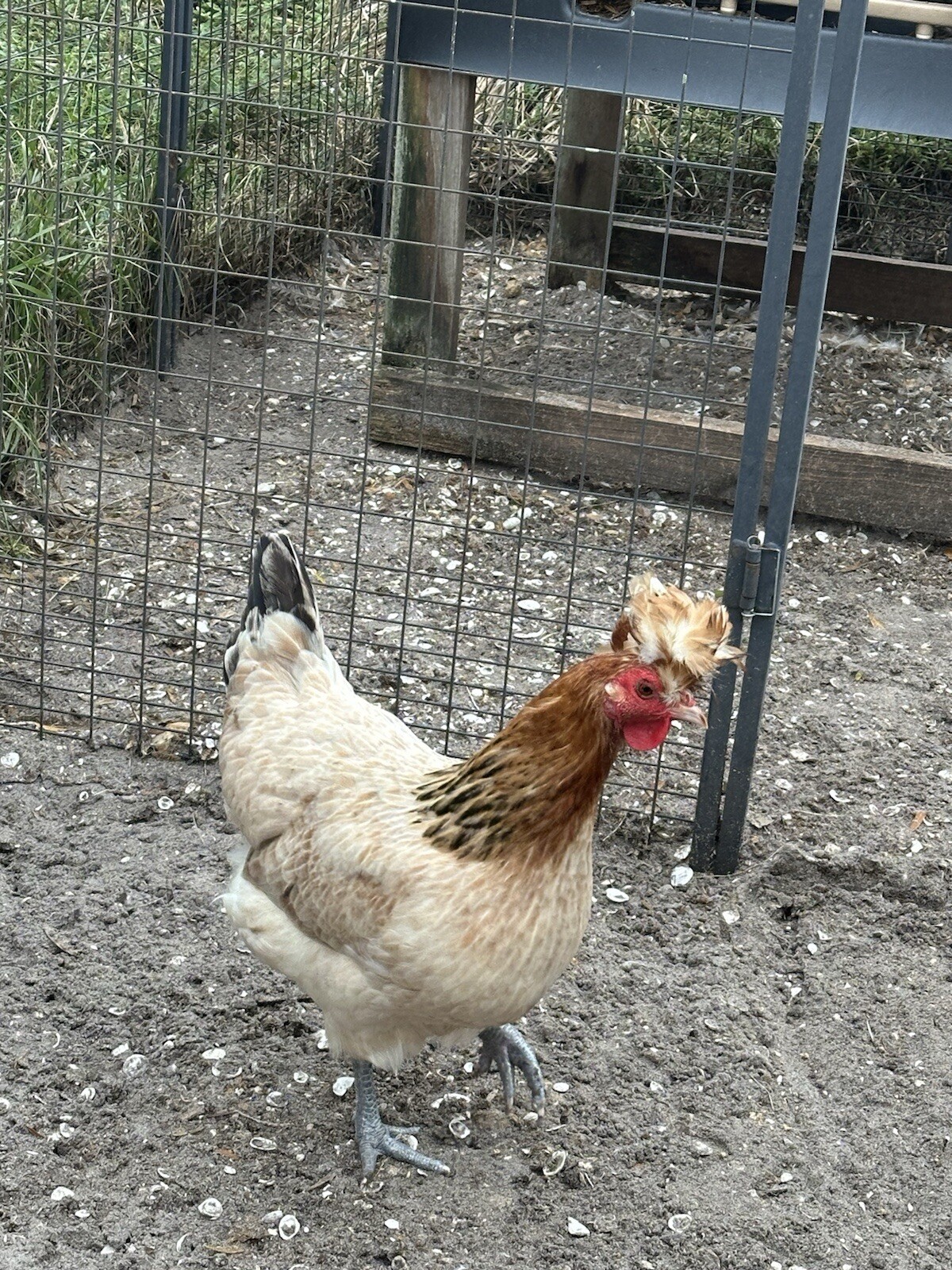 15+ Rare Sanjak Longcrower Chicken Hatching Eggs Large Breed 🎶 Unique Crow 🎶