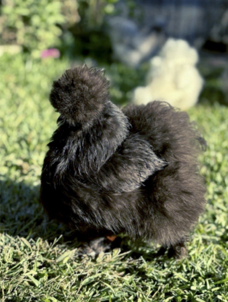 8+ Premium Bearded Silkie Hatching Eggs, Blue, Black, Splash