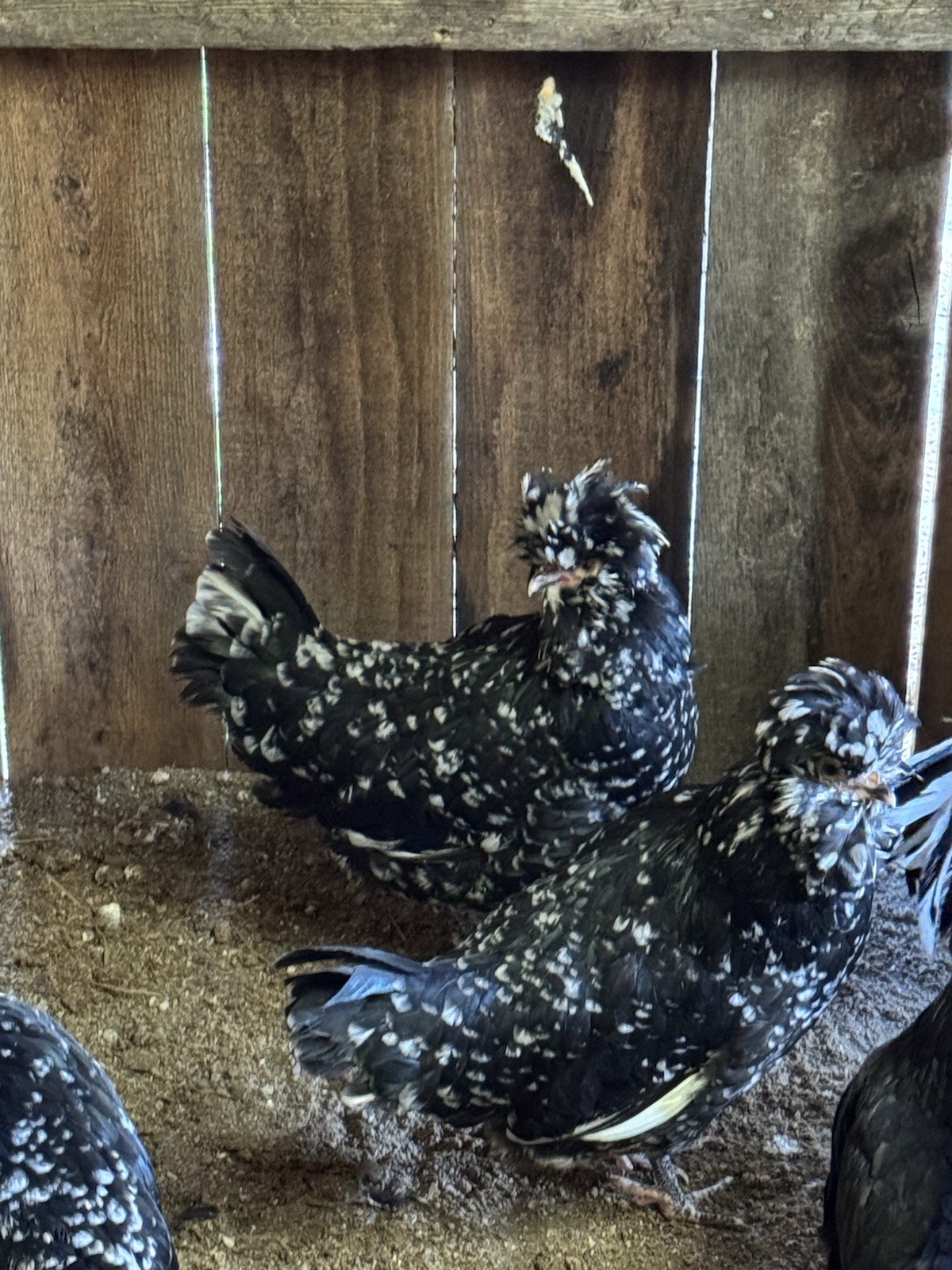 🥚 6+ Extremely Rare pure bred Mottled Houdan Hatching Eggs
