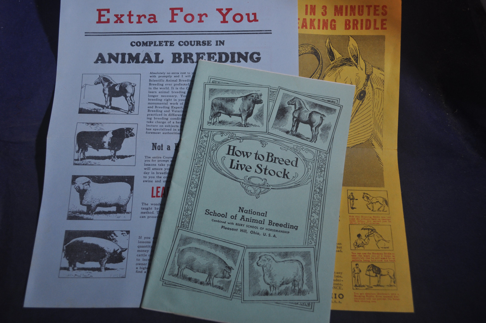 Prof. Jesse Beery How to Breed Live Stock & Animal Breeding Advertising & More