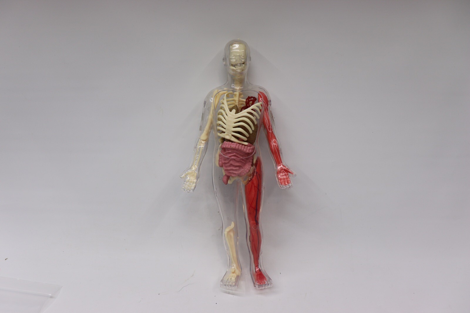 Human Body Educational Clear Plastic Anatomy Body 13" Tall Parts