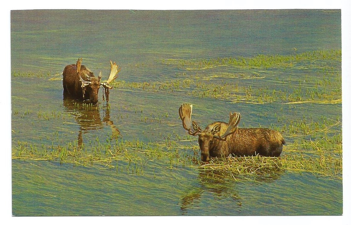 Bull Moose Postcards