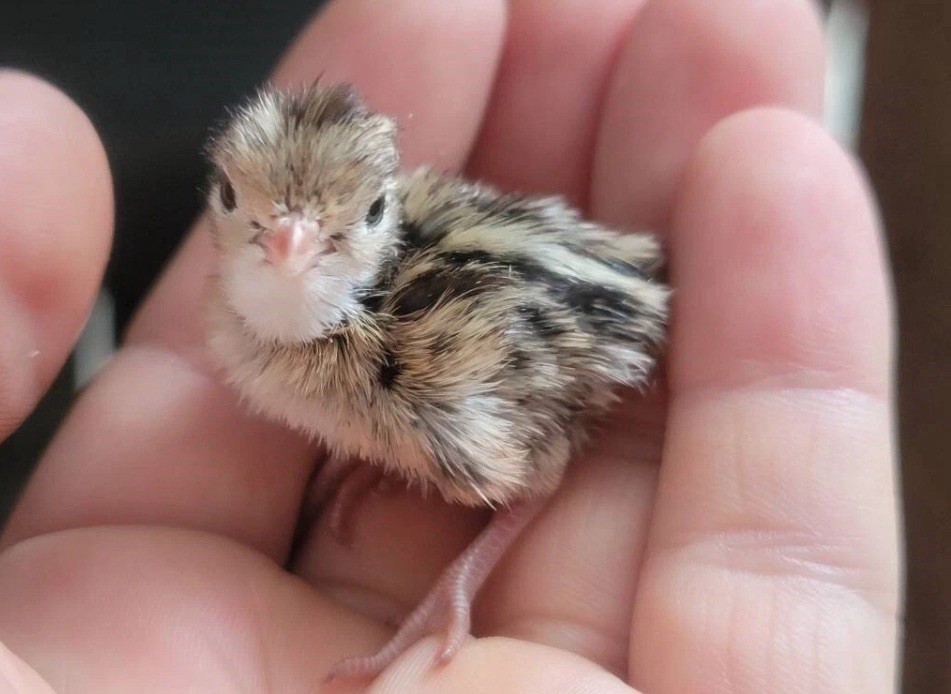 24 Fertile Coturnix Jumbo Quail Hatching Eggs