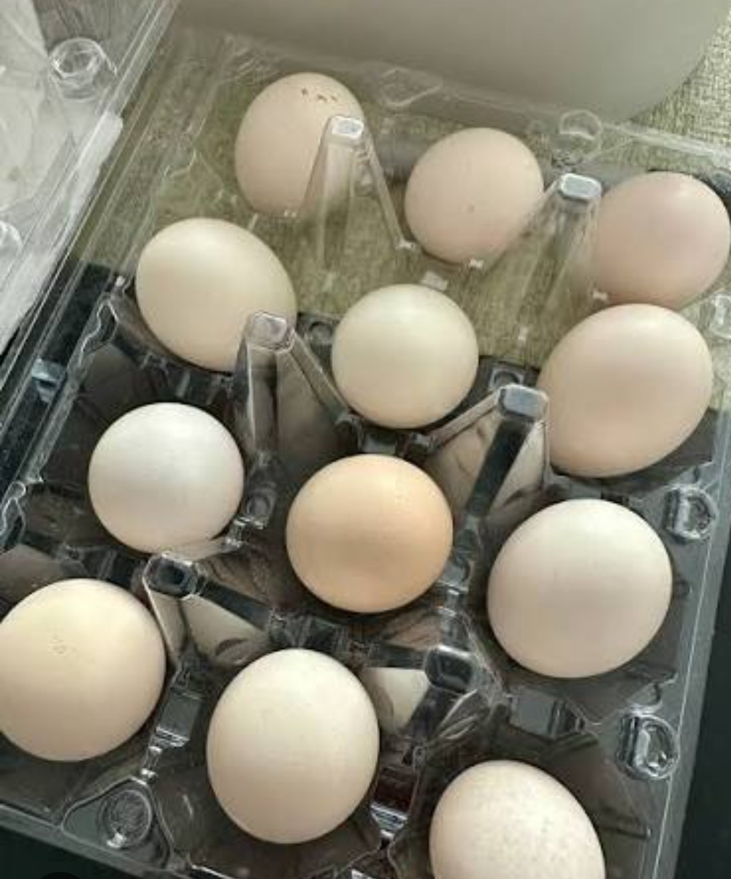 8 Micro Class A Kikiriki Hatching Eggs From Puerto Rican Imports NPIP AI cert.