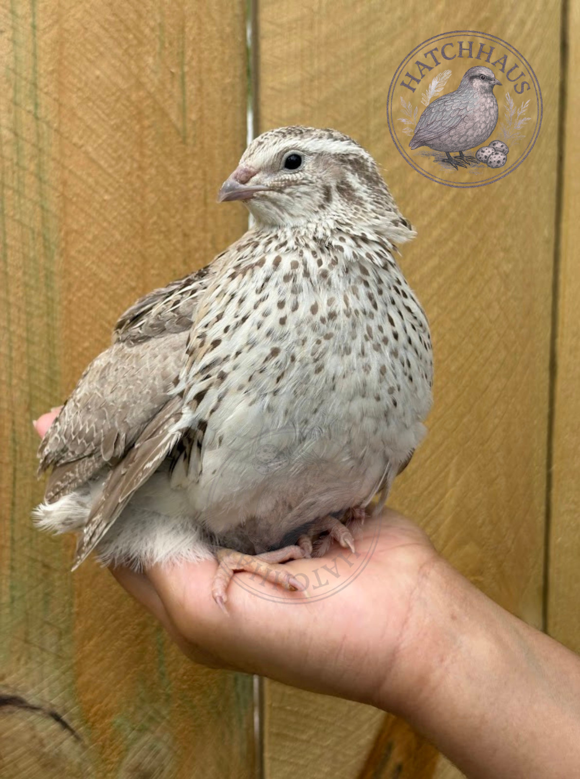 36 Assorted RARE COLORS Coturnix Quail Hatching Eggs - shipped in foam