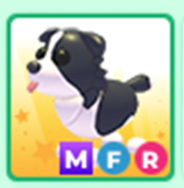 Adopt Your Pet ! MFR Border Collie |Fast Delivery Roblox
