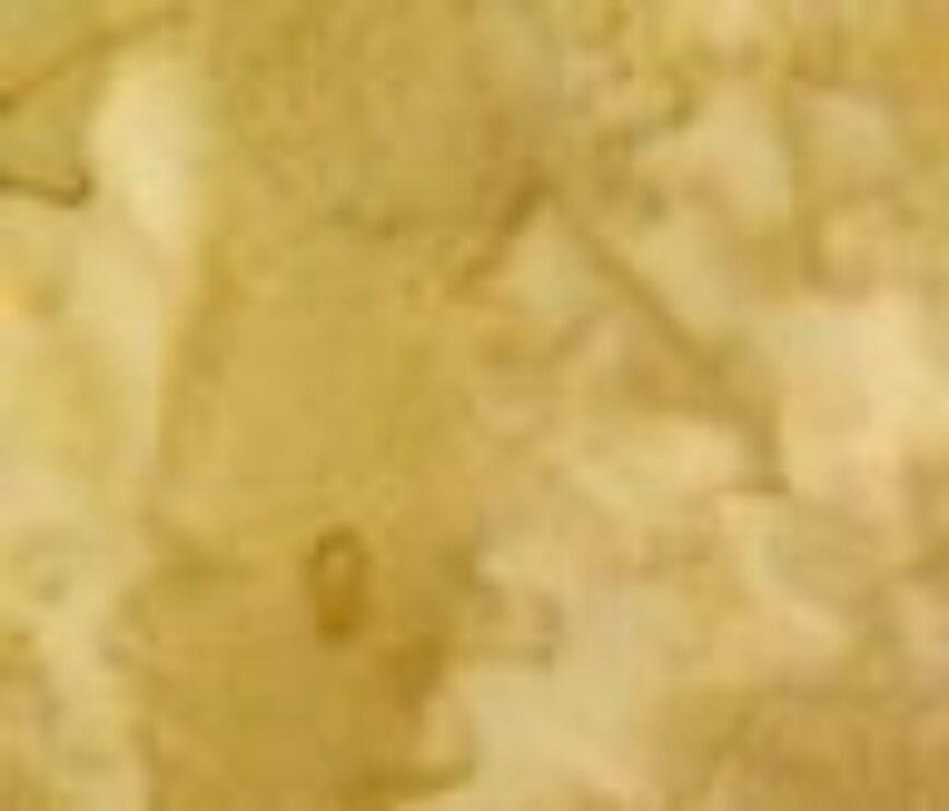 Moda Kota Batiks Fabric   ~   1/2 yard ~ Amber # 41000 13
