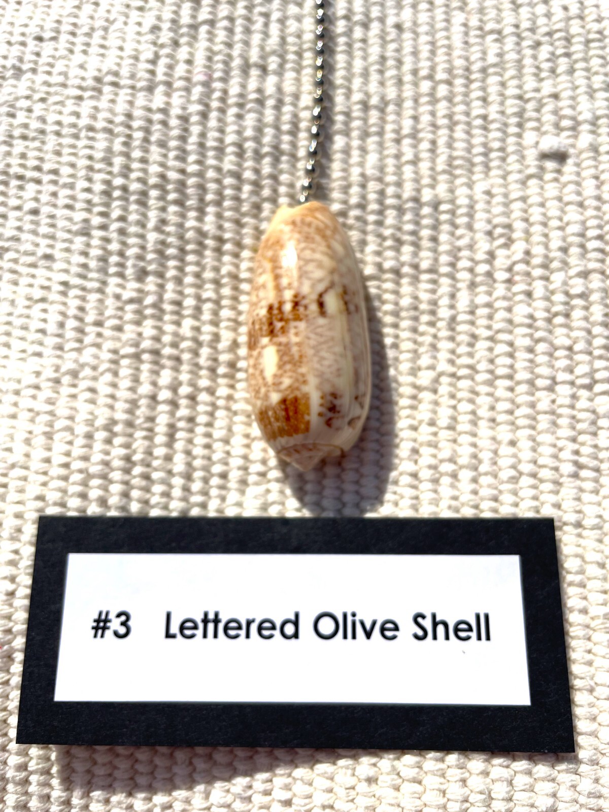 LETTERED OLIVE SHELL FAN PULL Seashell FAN PULL Chain Shell Ceiling Fan Pull