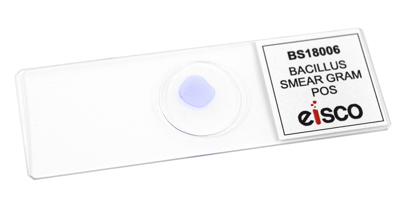 Bacillus Smear, Gram-Positive, Prepared Microscope Slide - 75x25mm - Eisco Labs
