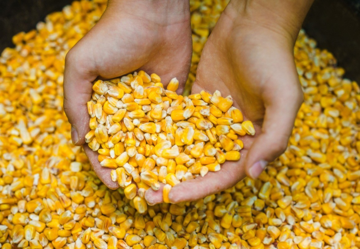 (3 pack) Deer Corn - Deer and Turkey Feed 50lb