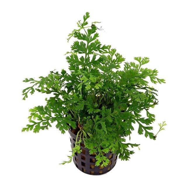 Bolbitis Heteroclita Difformis "Mini" Live Aquarium Plants BUY 2 GET 1 FREE