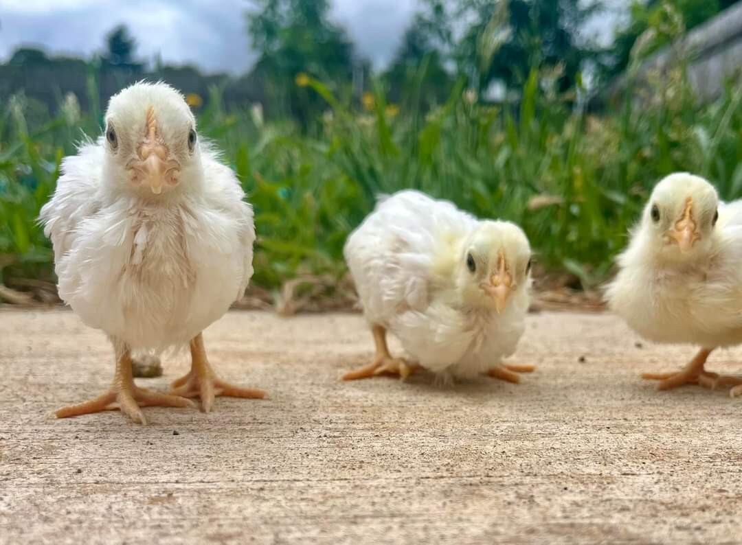 12+ Leghorn Bantam Hatching Eggs - Exhibition Breed