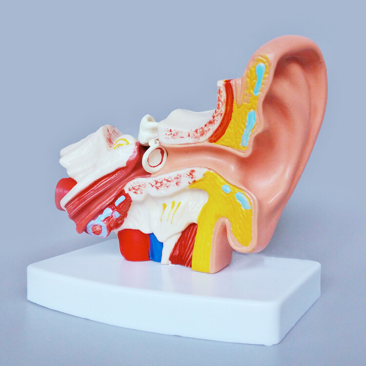 1:1.5 Human Ear Model Anatomy Medical Model on Base Teaching Supplies US STOCK