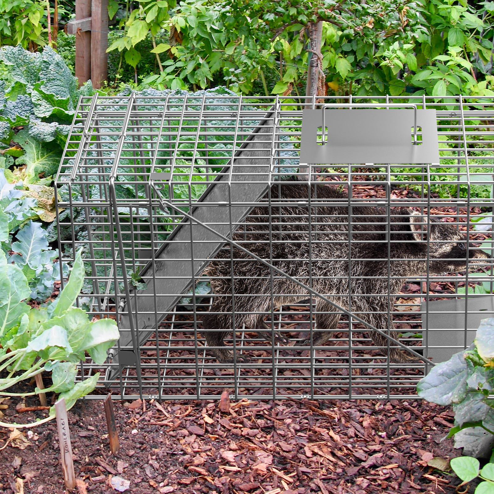 32" Humane Animal Trap Steel Cage for Live Rodent Control Rat Squirrel Raccon