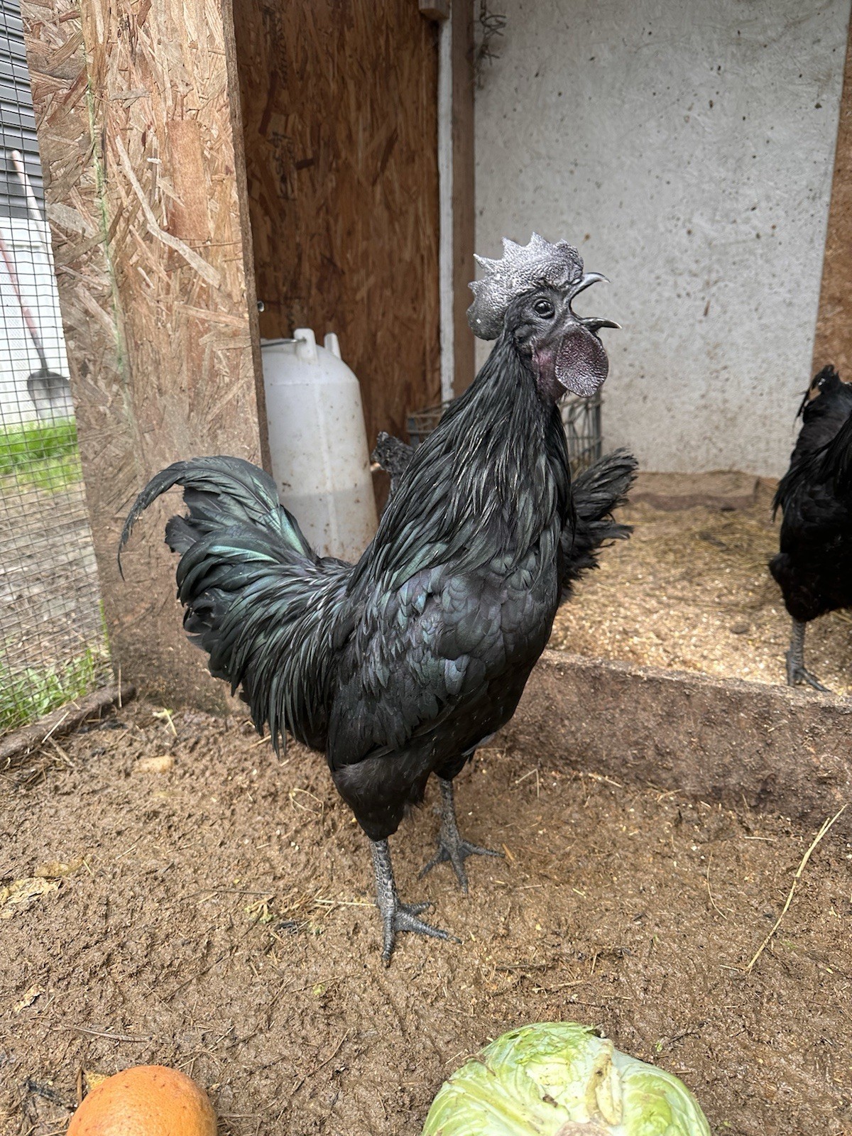 Ayam Cemani Chicken Hatching Eggs 12 High Quality Eggs & Shipping