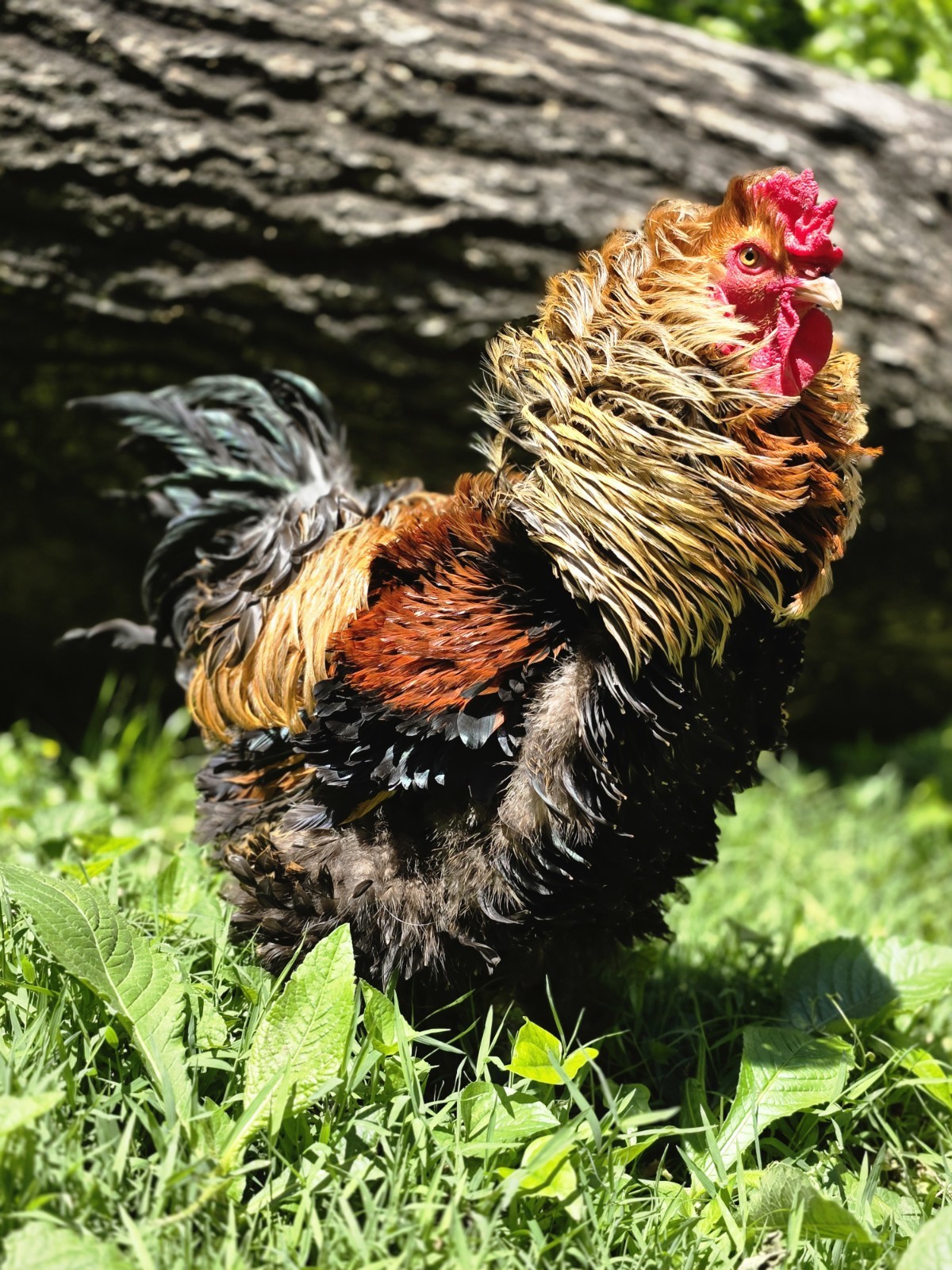 6+ Brahma Based GIANT Frizzle Hatching Eggs! NPIP Certified, Excellent Fertility
