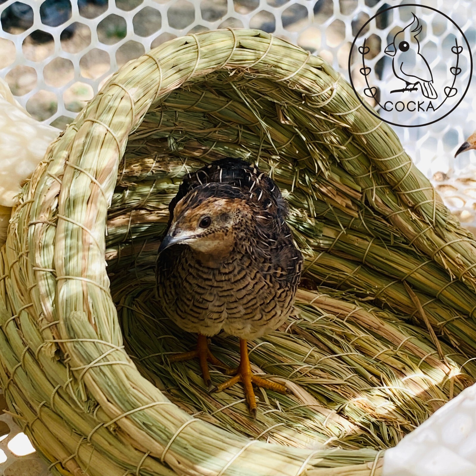 3 Button Quail Hatching Eggs (Fertile Rate Guarantee) Free Shipping COCKA Shop