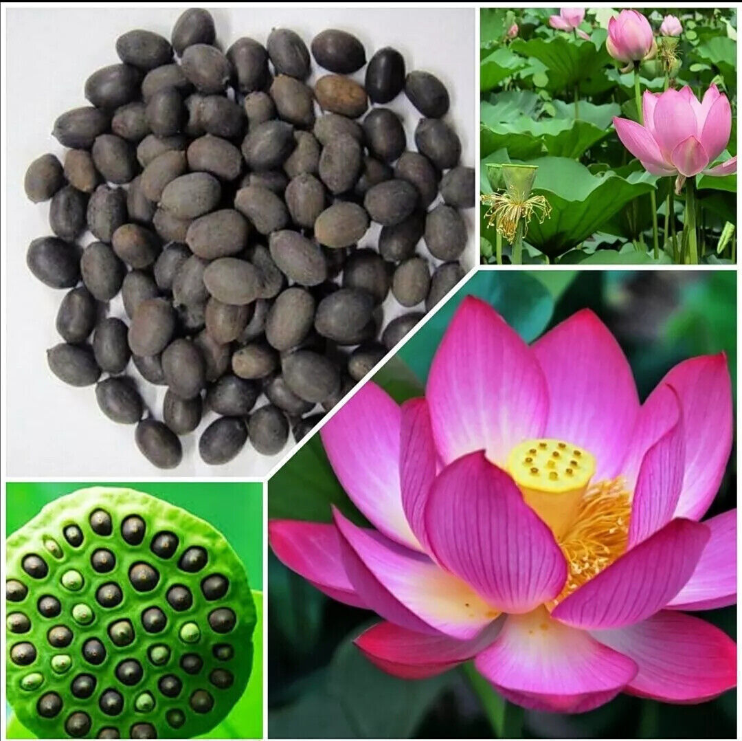 90x Seeds Lotus Mix Flower Seed Hand Picked Aquatic Plants Water Garden Seeds
