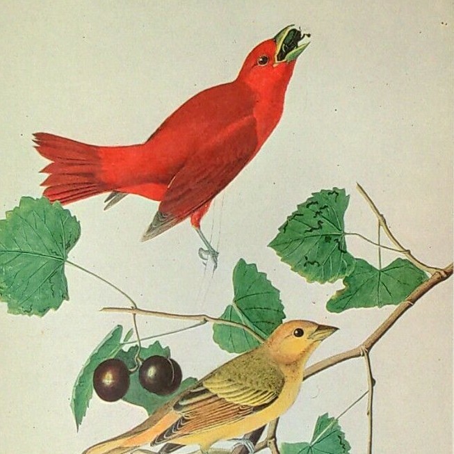 John James Audubon Birds SUMMER TANAGER Vintage Book Plate Art Print 269