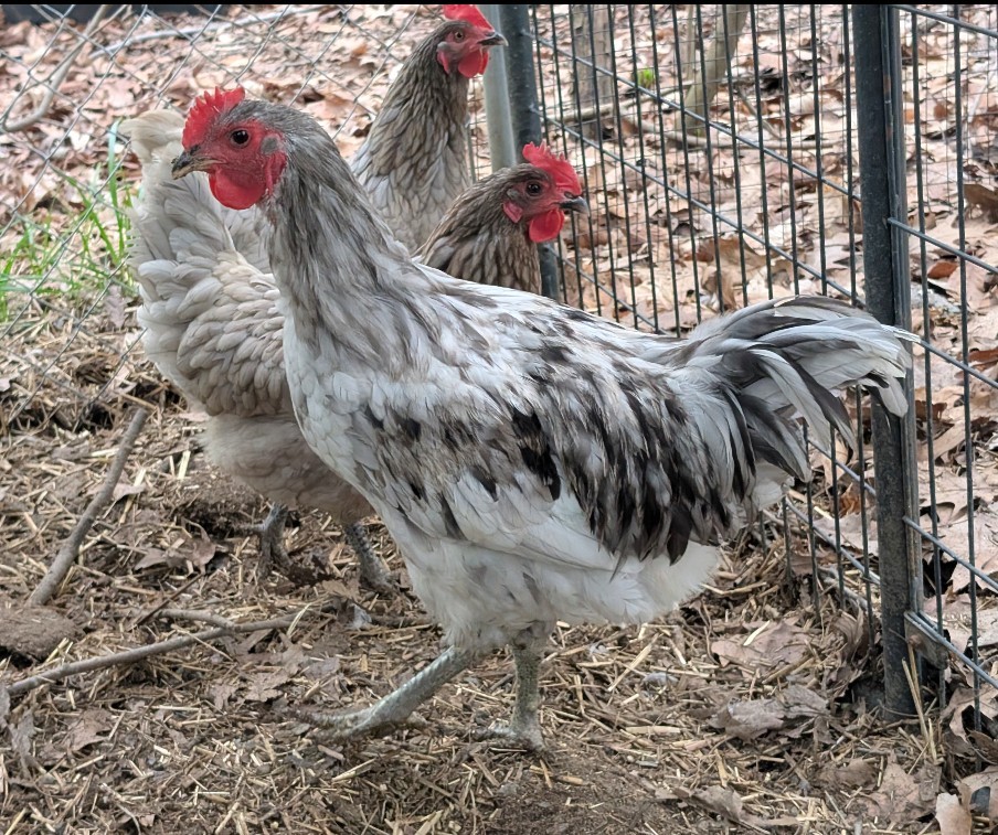 12 Splash Jersey Giant Hatching Eggs, Blue, Splash