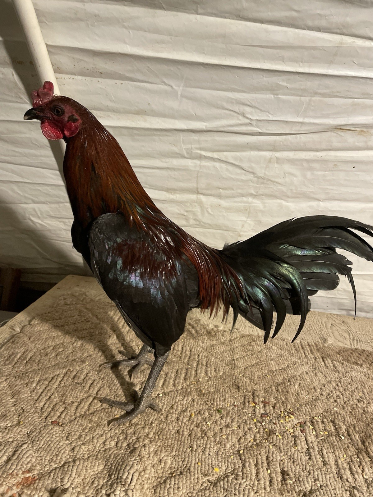 12+ Chicken Hatching Eggs