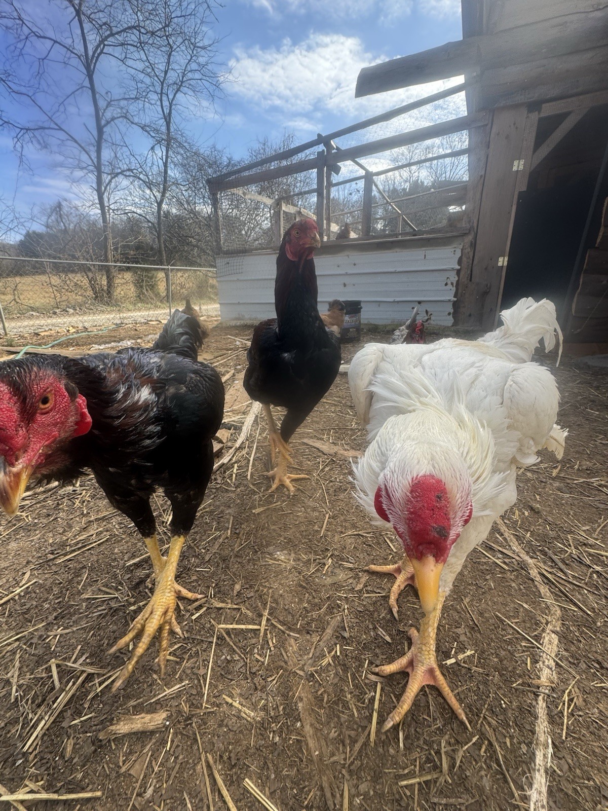24 Giant Chicks Hatching Eggs- Indio Gigante X Dual Purpose Prolific Egg Layers