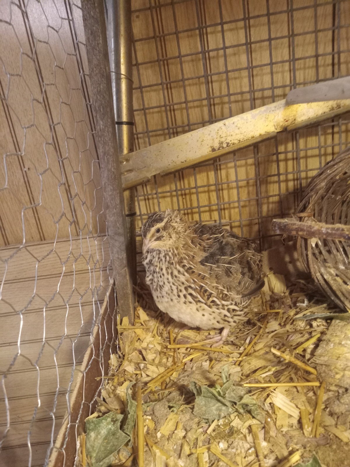 12 Jumbo Coturnix Quail Hatching Eggs - 3 color assortment!