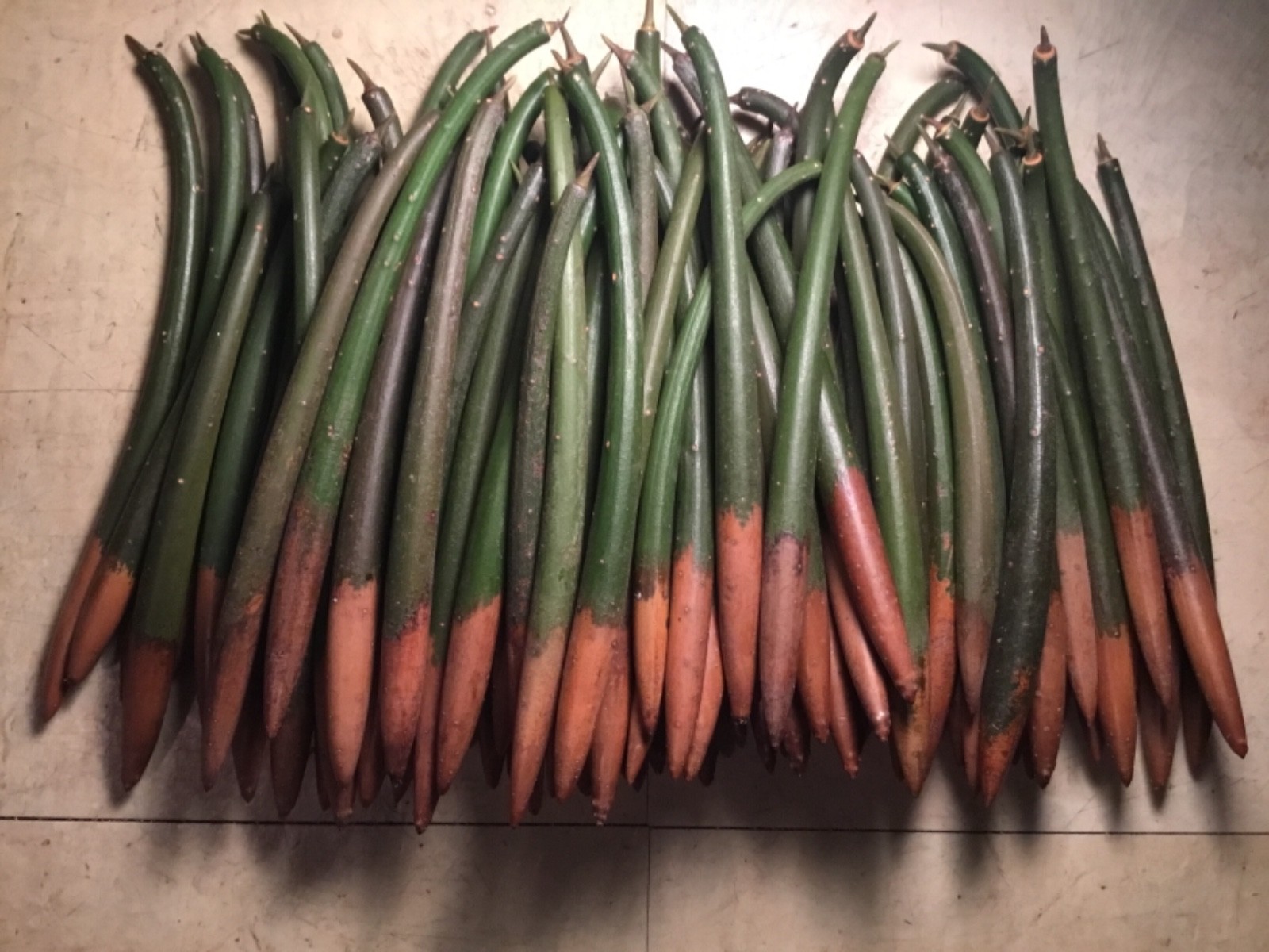 **30 red mangrove*AQUARIUM FISH SEEDS*7-9 inches each*salt - fresh water***