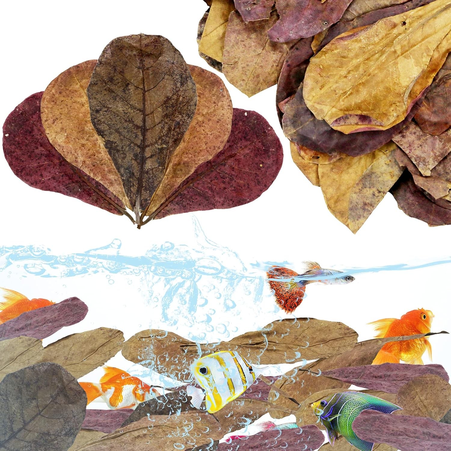 LeonBach 100 Pcs Large Catappa for Fish,5-8 Inch 250g Indian Almond Leaves Creat