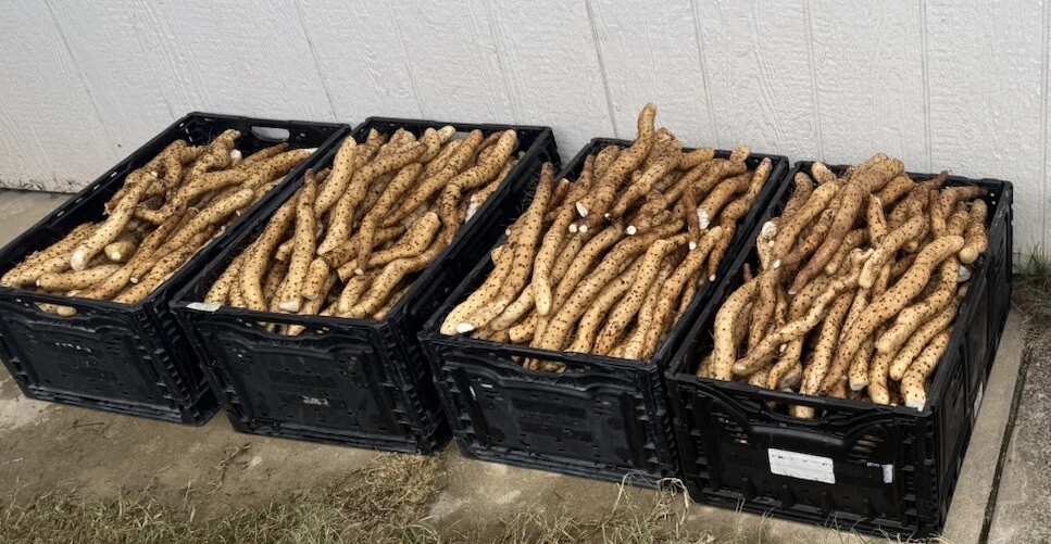 Japanese And Chinese Yams Fresh Fresh From Farm To Sale & Seed For Sale Too.