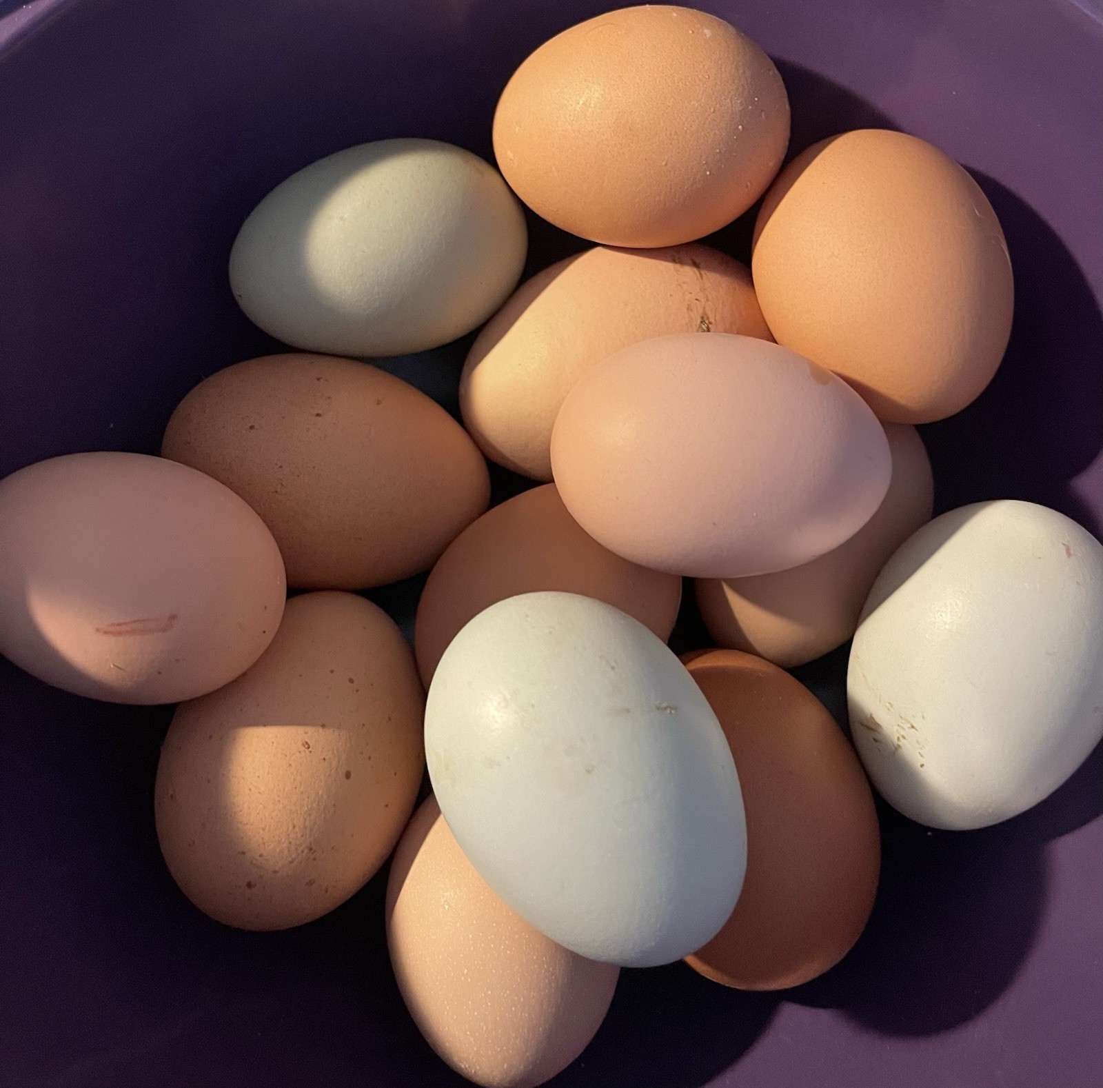 6 fertile hatching chicken eggs - Beautiful Barnyard Mix