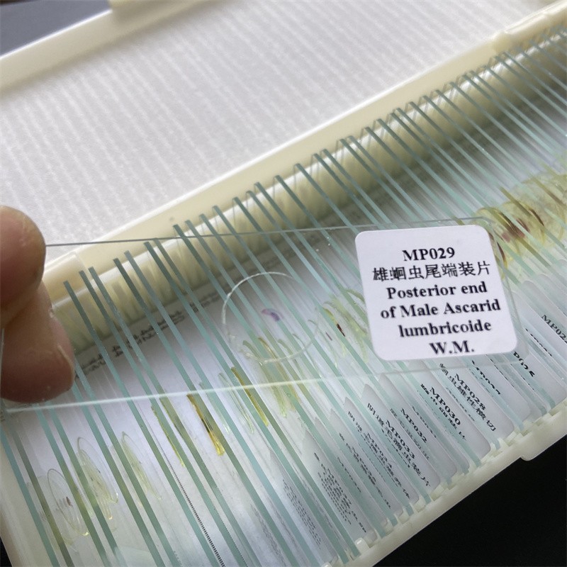 50PCS Prepared Microscope Parasitology Slides for Educational Teaching