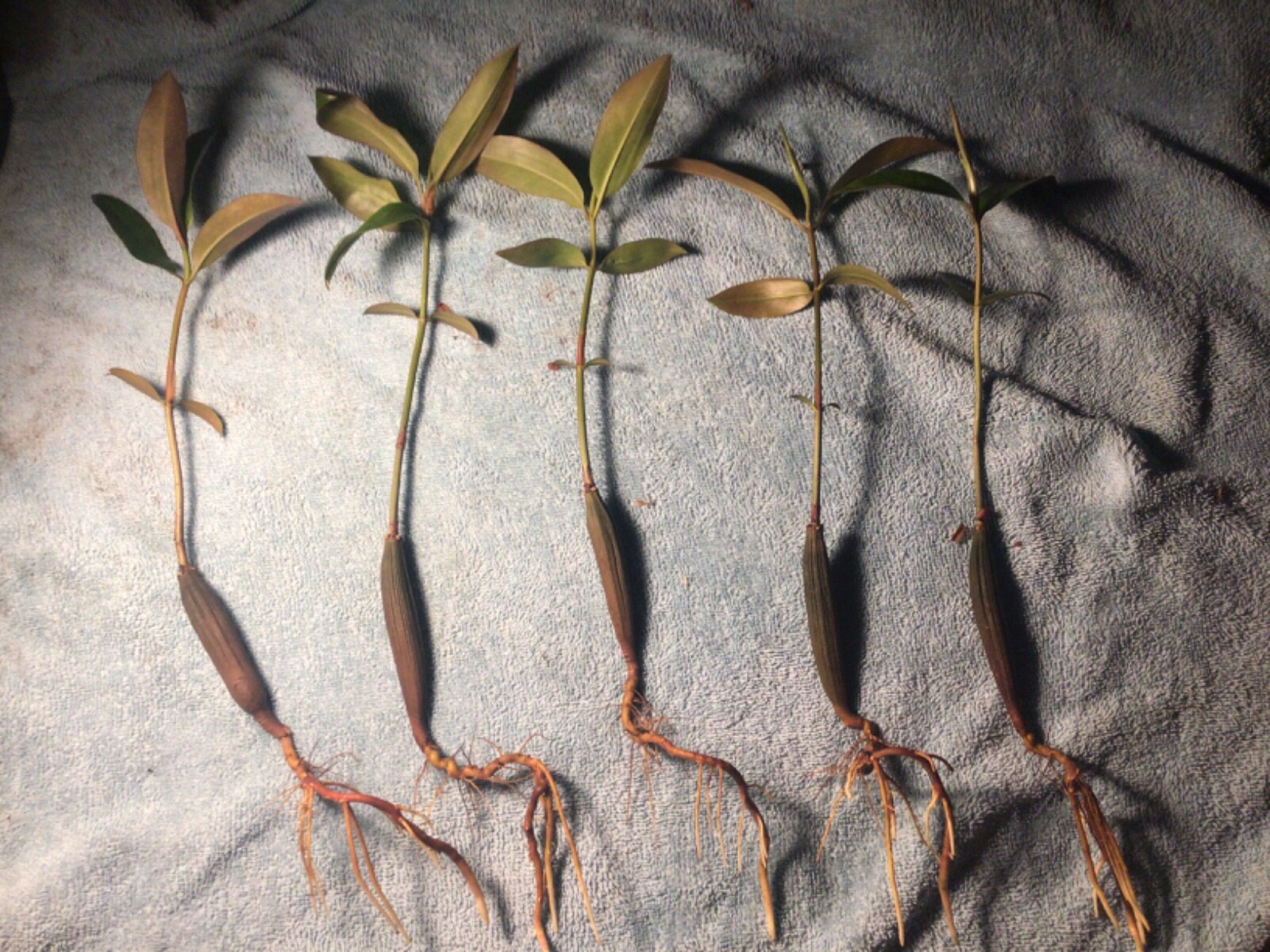 *50 Oriental MANGROVES AQUARIUM FISH PLANTS***Bruguiera sexangula***
