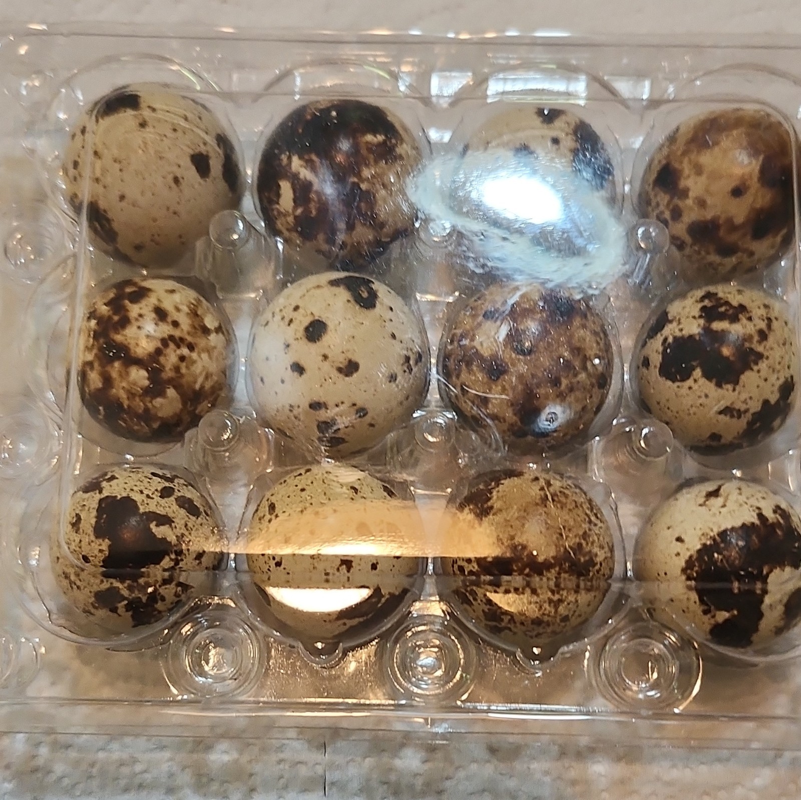 Quail hatching eggs, Pearl Fee And Cinnamon 10 +