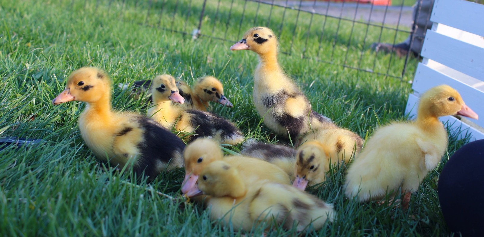 Half Dozen Ancona Duck Hatching Eggs-PA Shipping Only