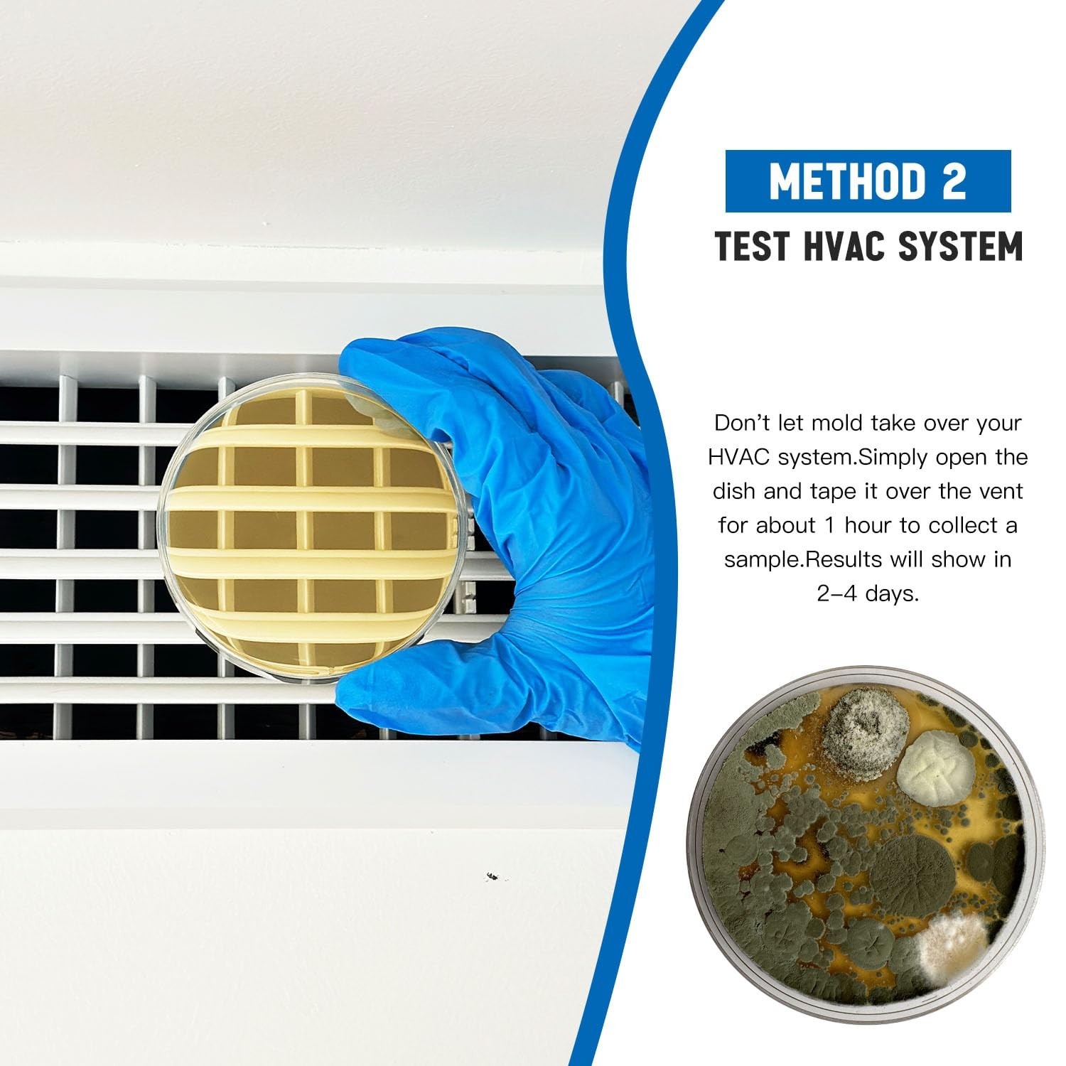 Expert Mold Detection Kit: DIY Tests for a Healthy Home Environment in 48 Hours