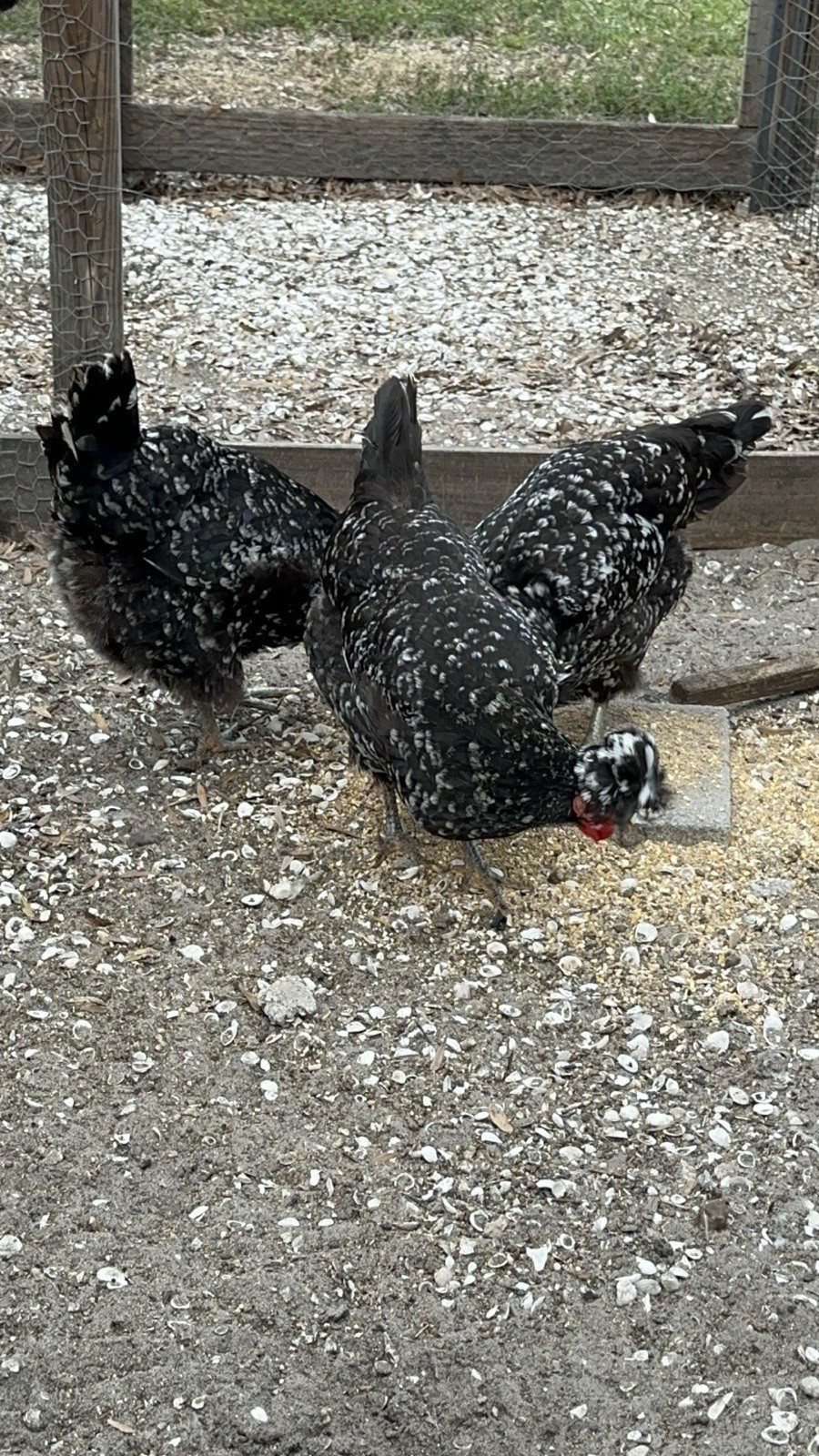 15+ Rare Sanjak Longcrower Chicken Hatching Eggs Large Breed 🎶 Unique Crow 🎶
