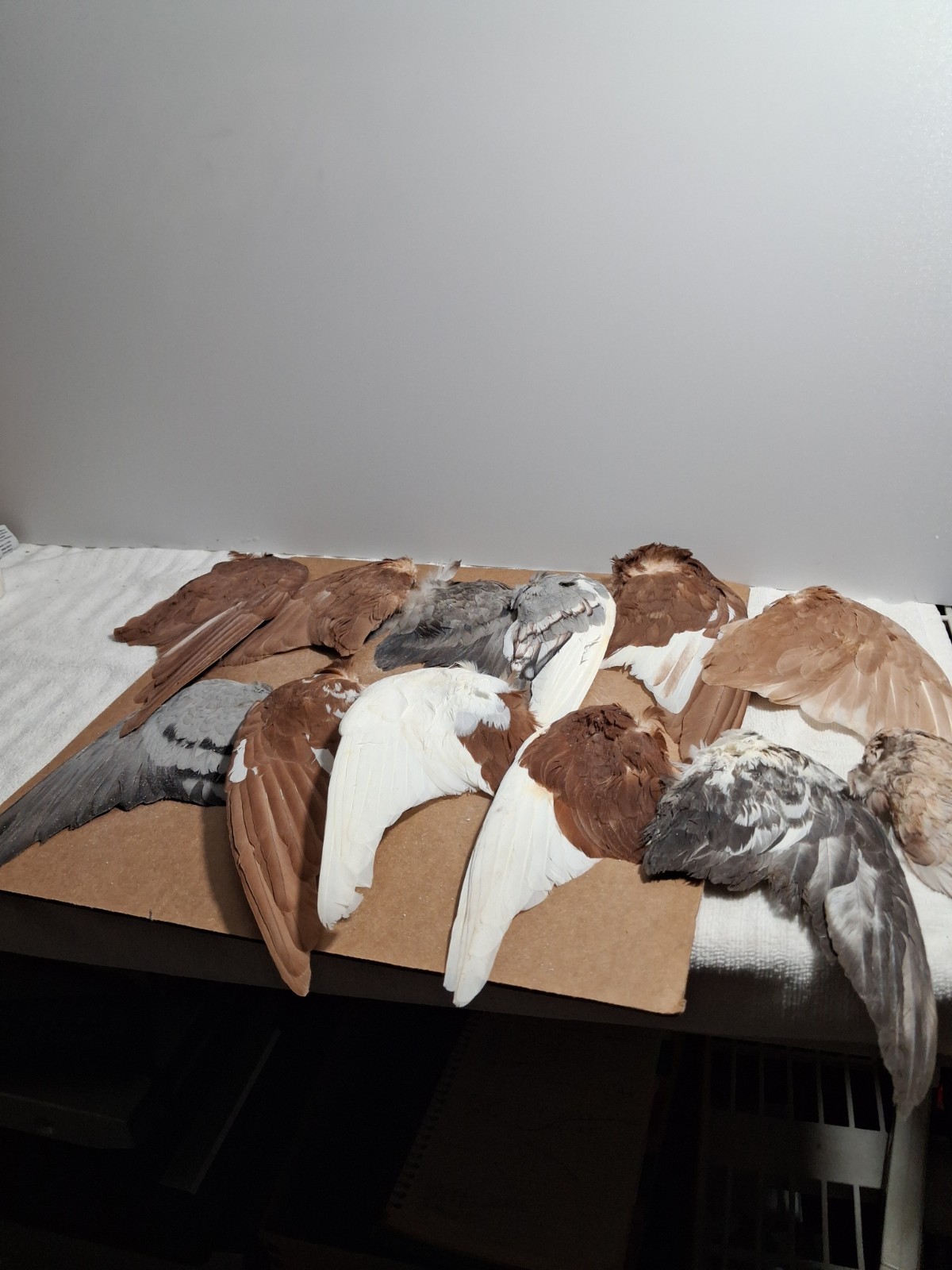 Mix Lot 18 Pigeon Wing Feathers Fly Tying Crafts Taxidermy Natural Causes Dried