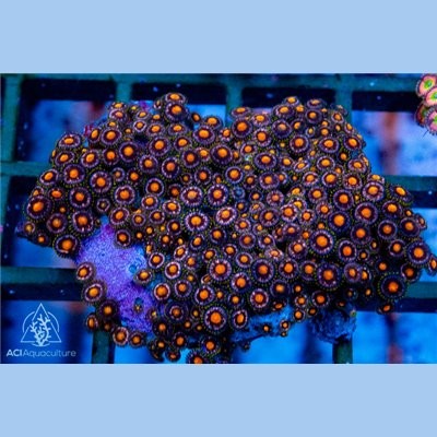 Purple Orange Zoa Colony WYSIWYG A1 - SAQ Coral Farm