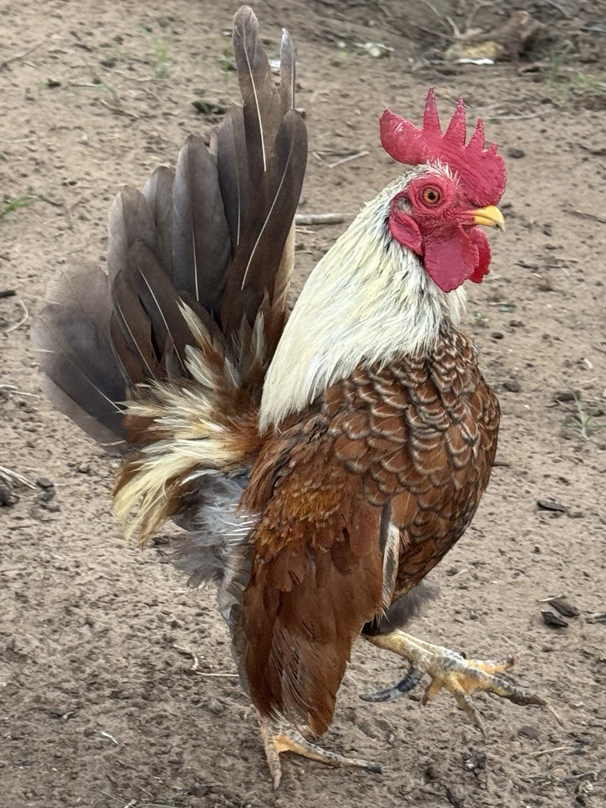 12+ Serama Chicken Hatching Eggs
