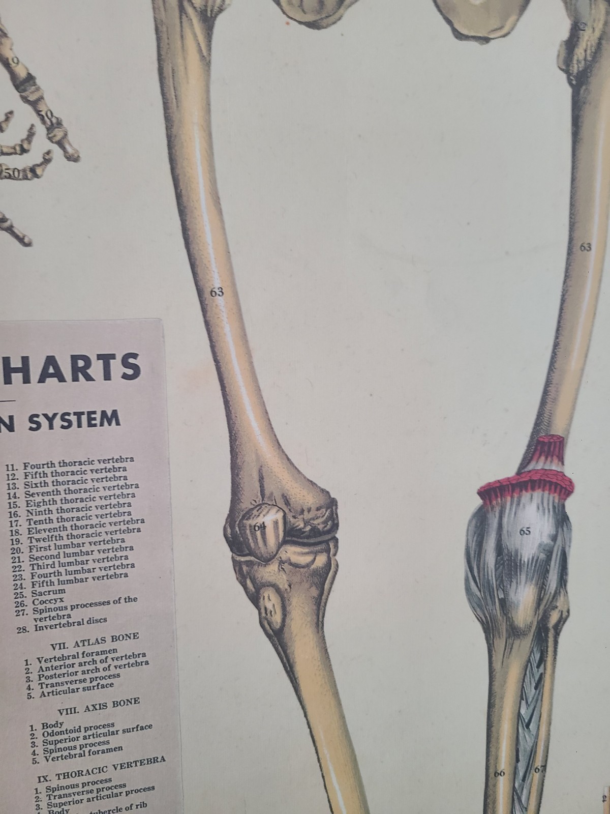 Cavallini Anatomy Wall Chart Pull Down Poster Muscular Skeleton 30x38