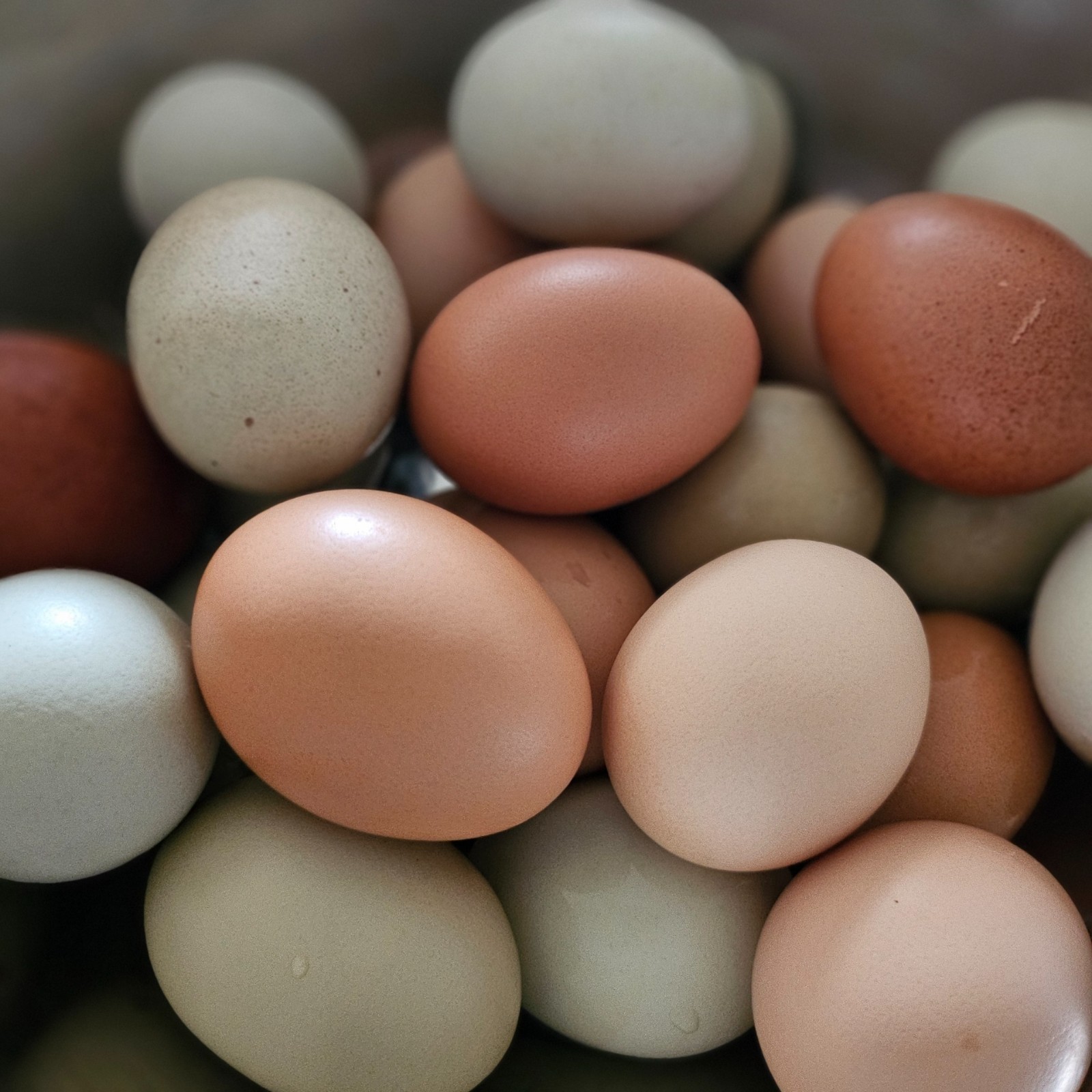 12 Barnyard Mix Hatching Eggs 🥚
