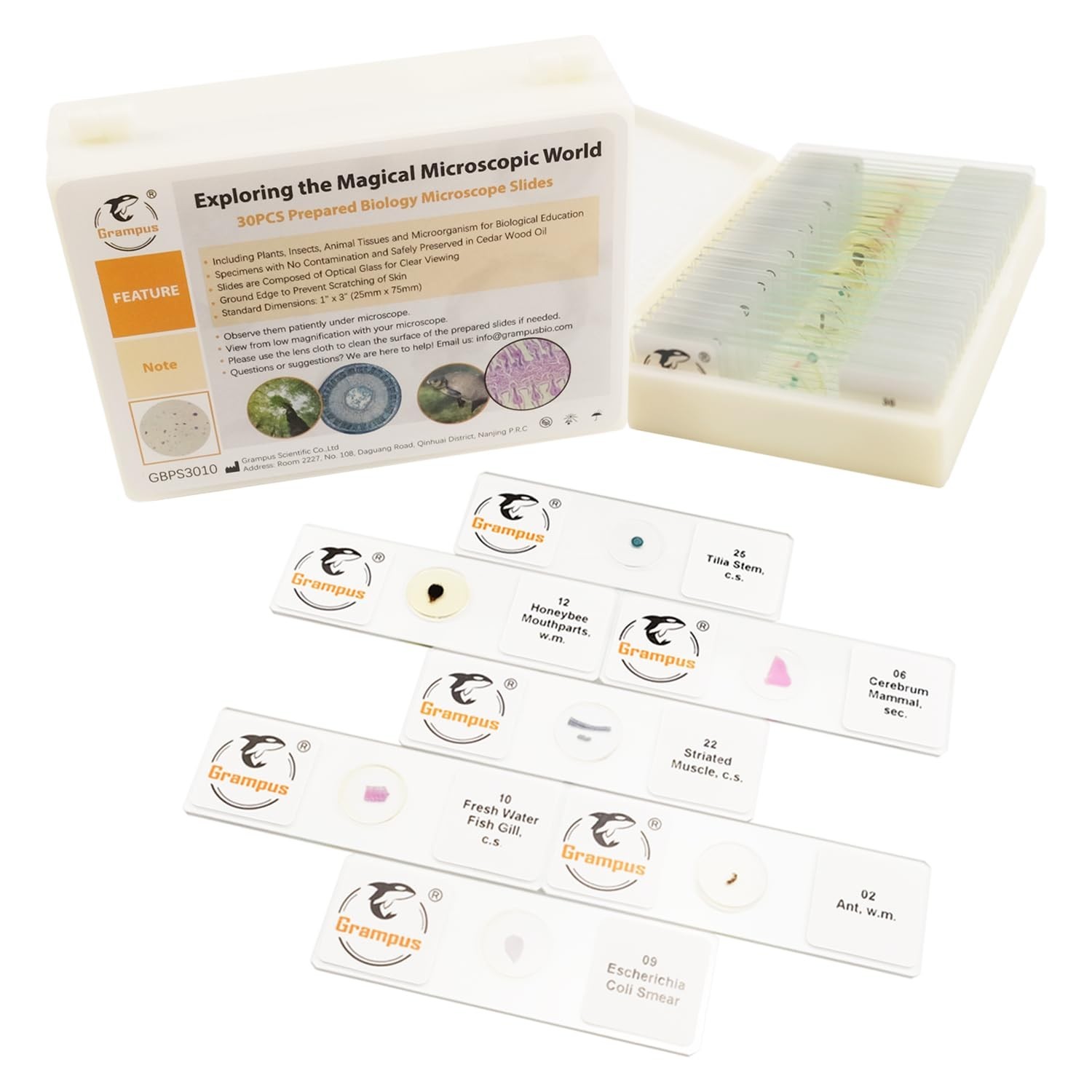 30 Prepared Microscope Slides Set - Specimens for Kids, Students, Science Lab, B