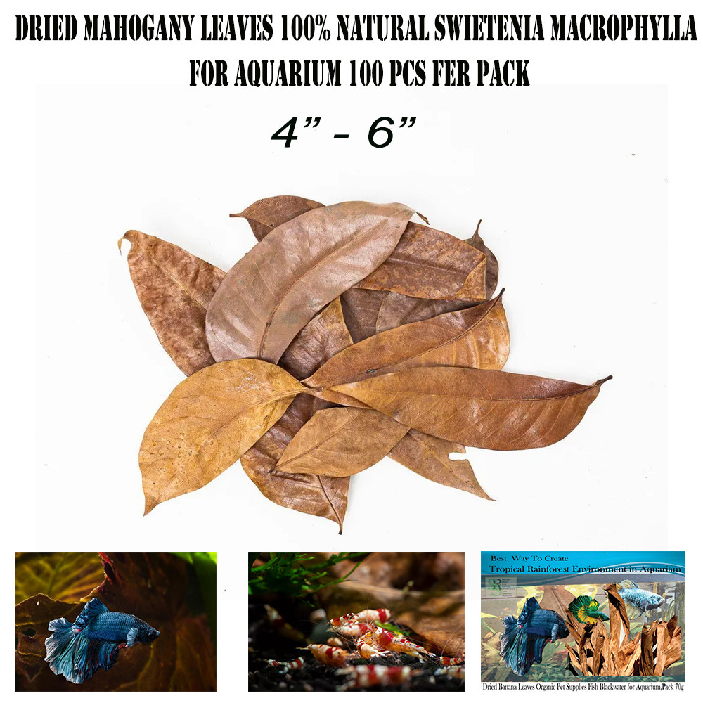 4"-6" Dried Mahogany Leaves 100% Natural Swietenia macrophylla for Aquarium