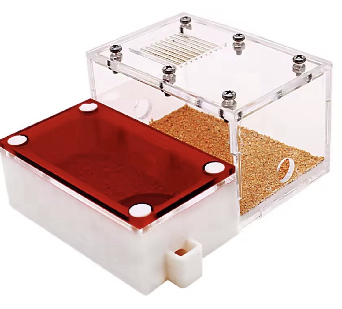 Top View Nest For 5-9w+ Carpenter Ant Colony Camponotus Habereri Queen Habitat