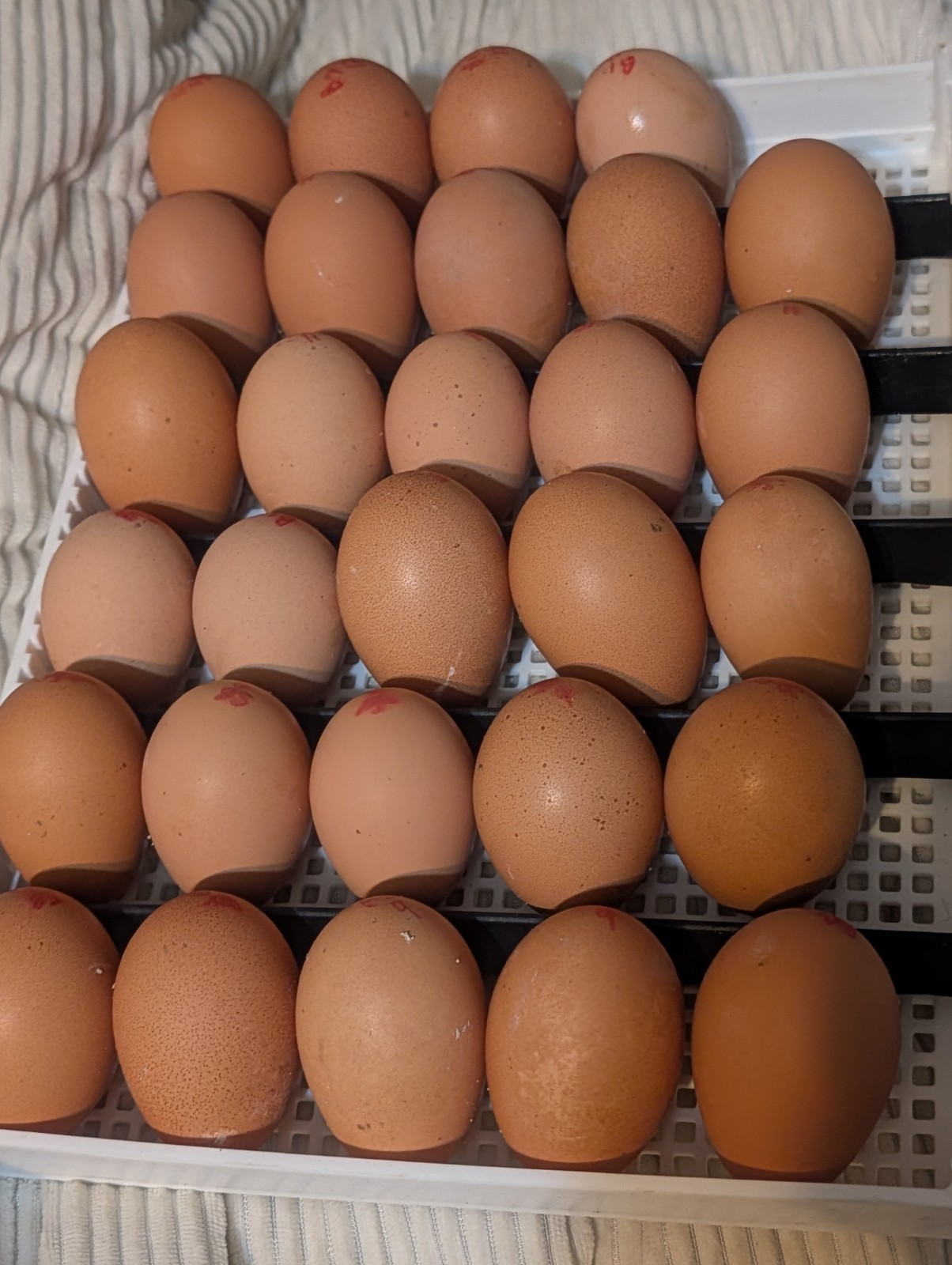 hatching eggs silver Bielefelder one dozen