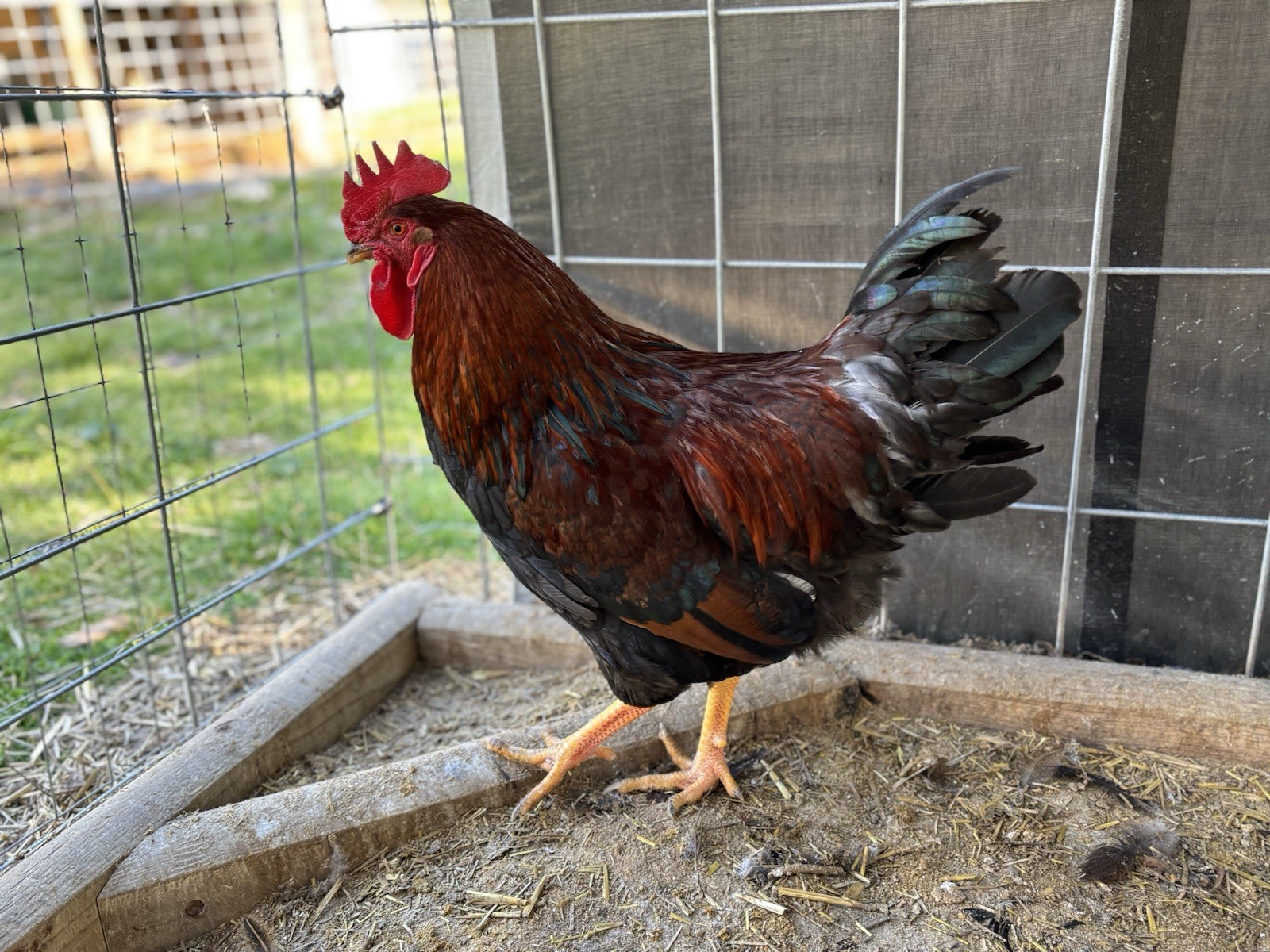 Welsummer hatching eggs (12 Eggs)