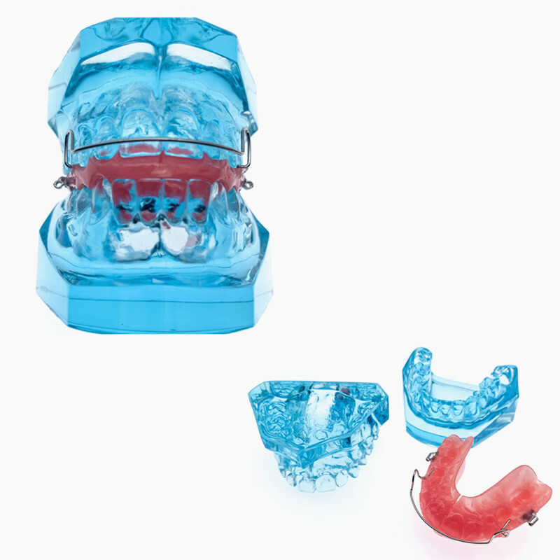 Dental Functional Orthopedic Bionator Removable Teeth Model 3006 Teach Study